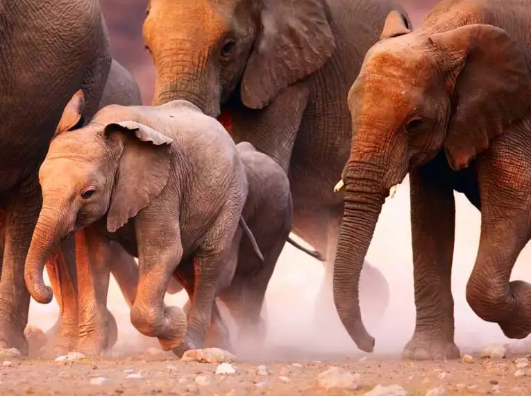 Den Jahreswechsel dort verbringen, wo Elefanten, Giraffen und Zebras zu Hause sind – ein Naturerlebnis, das lange in Erinnerung bleibt