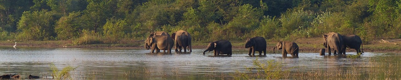 Elefanten beim Baden in Sri Lankas Nationalpark