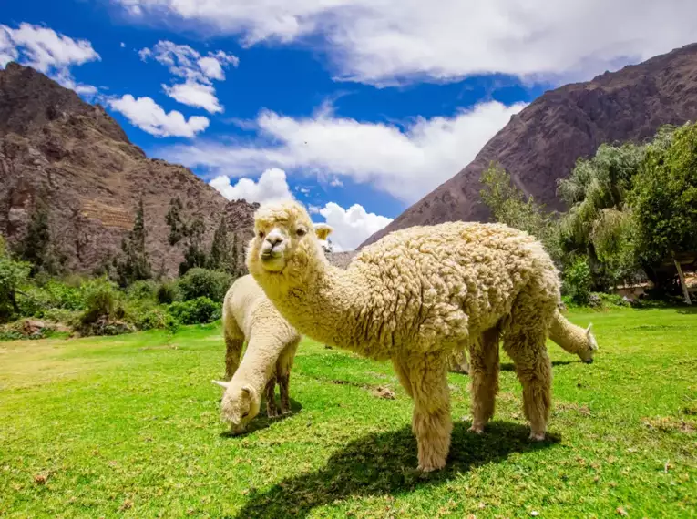 Peru zu erwandern bedeutet auch Begegnungen mit der einzigartigen Tierwelt der Anden – darunter die flauschigen Alpakas