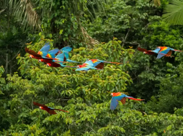 Farbenprächtige Papageien im Amazonas-Regenwald – die Tierwelt Perus ist ebenso vielfältig wie beeindruckend