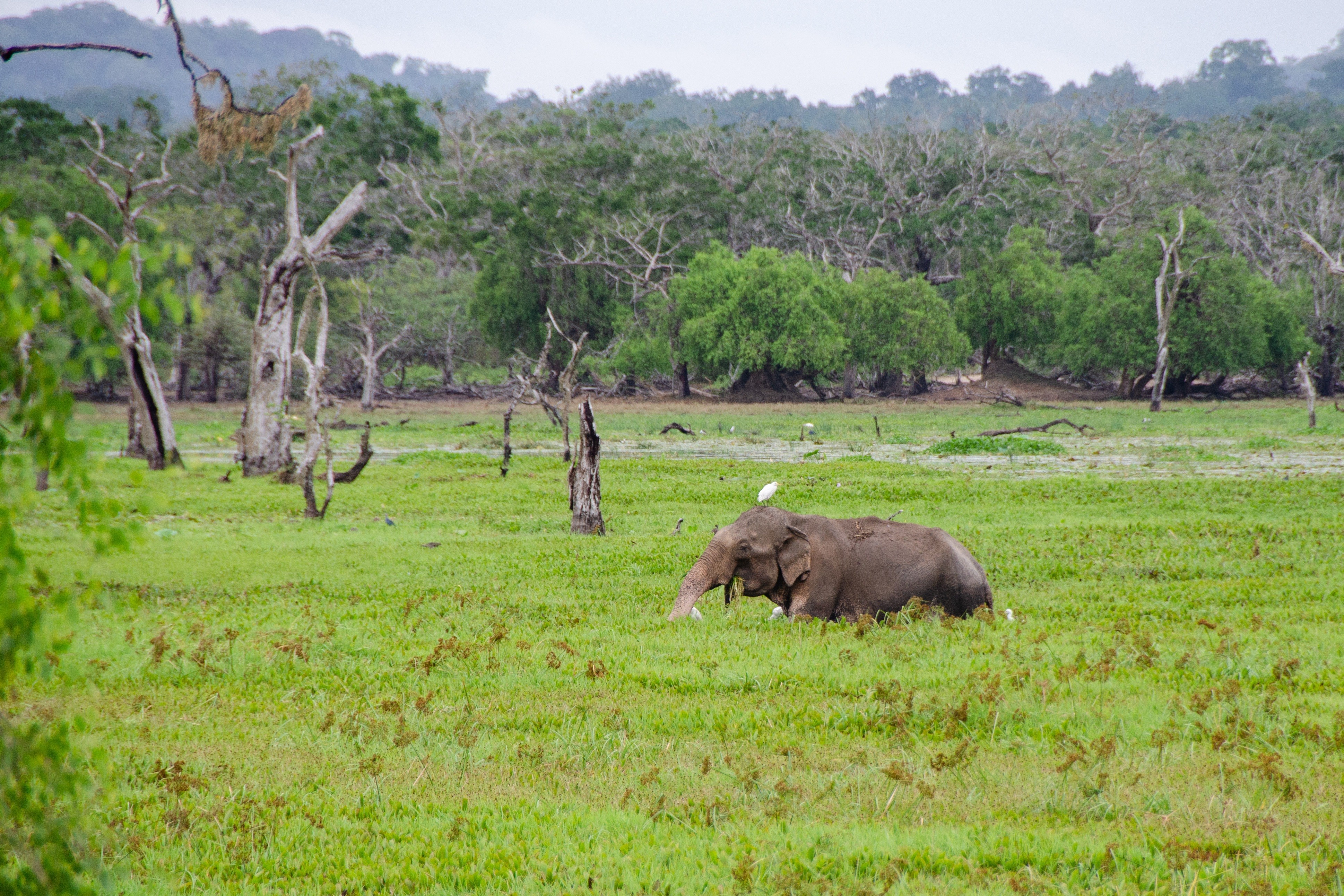 Elefant beim Frühstücken