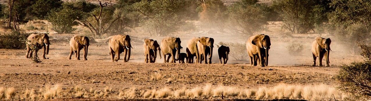 Elefanten im Etosha Park