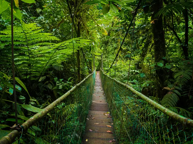 Zwischen Farnen, Lianen und Urwaldriesen: auf schmalen Hängebrücken durch Costa Ricas Nationalparks