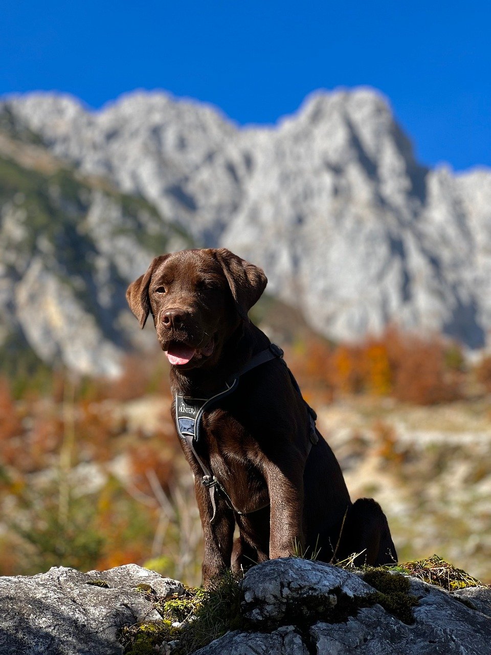 Gemeinsam unterwegs: Wandern mit Hund verbindet Naturerlebnis, Bewegung und unvergessliche Momente in den Bergen